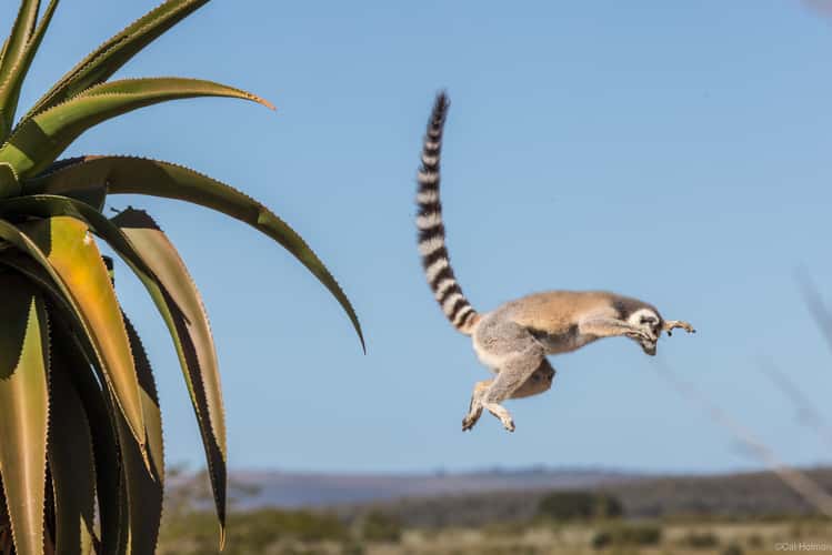 Berenty Reserve