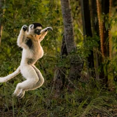 Berenty Reserve, Madagascar