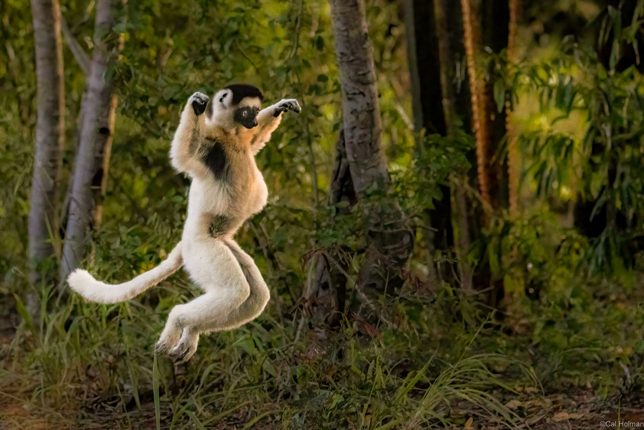 Berenty Reserve, Madagascar