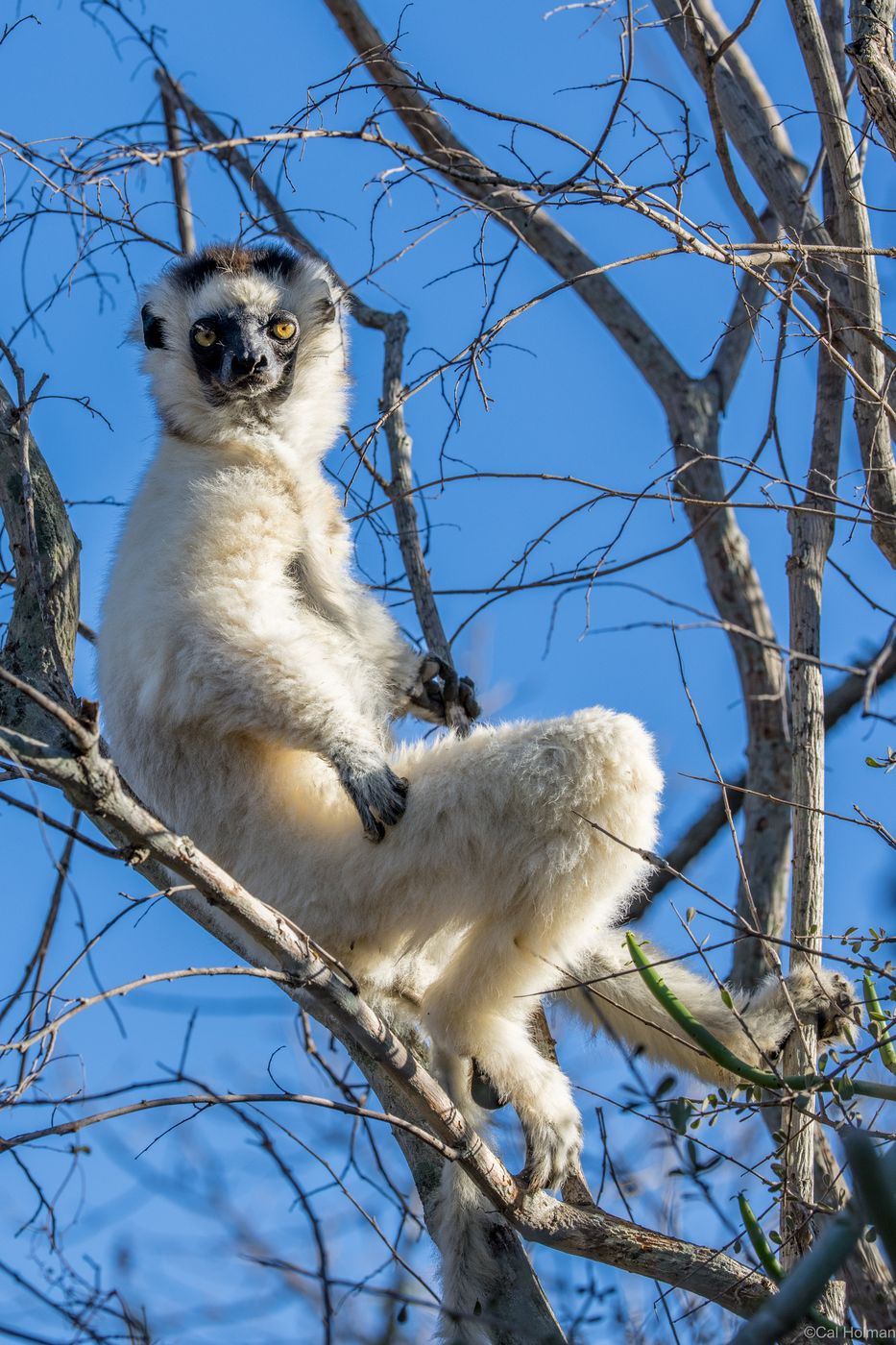 Berenty Reserve, Madagascar