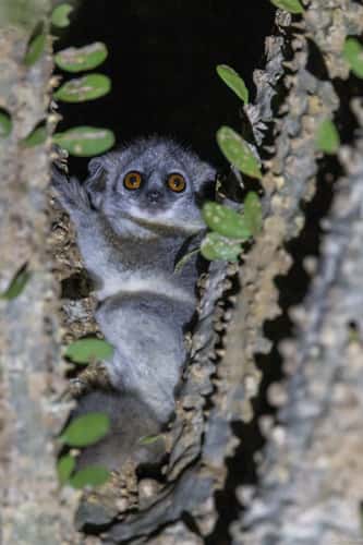 Berenty Reserve