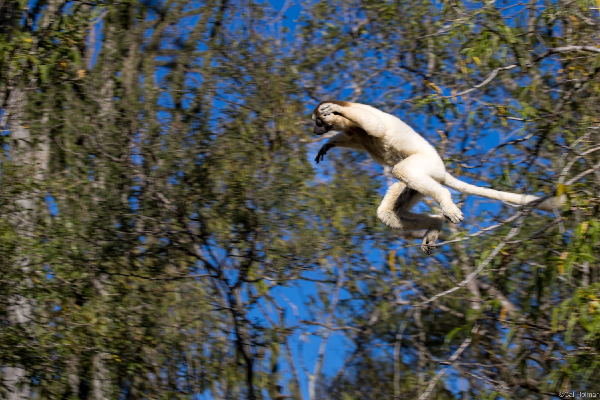 Berenty Reserve, Madagascar