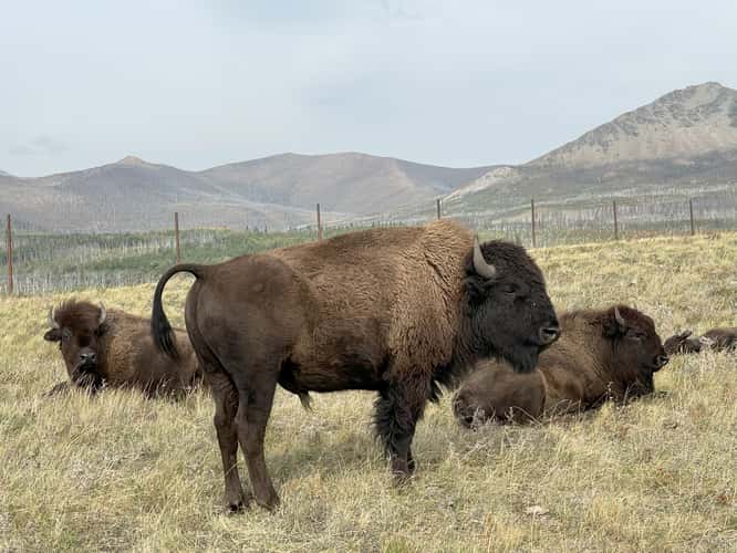 Bison Paddock Waterton National Park