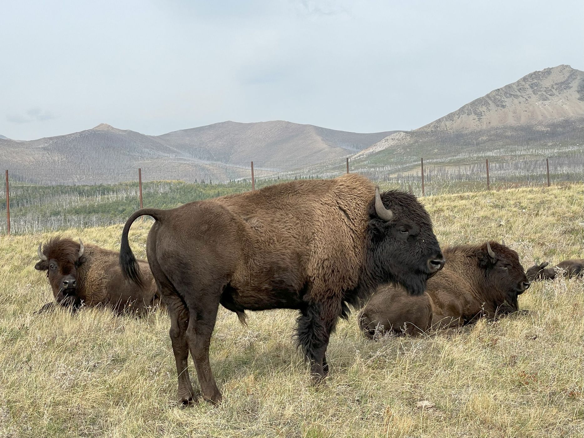 Bison Paddock Waterton National Park, Canada