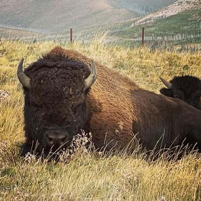 Bison Paddock Waterton National Park, Canada