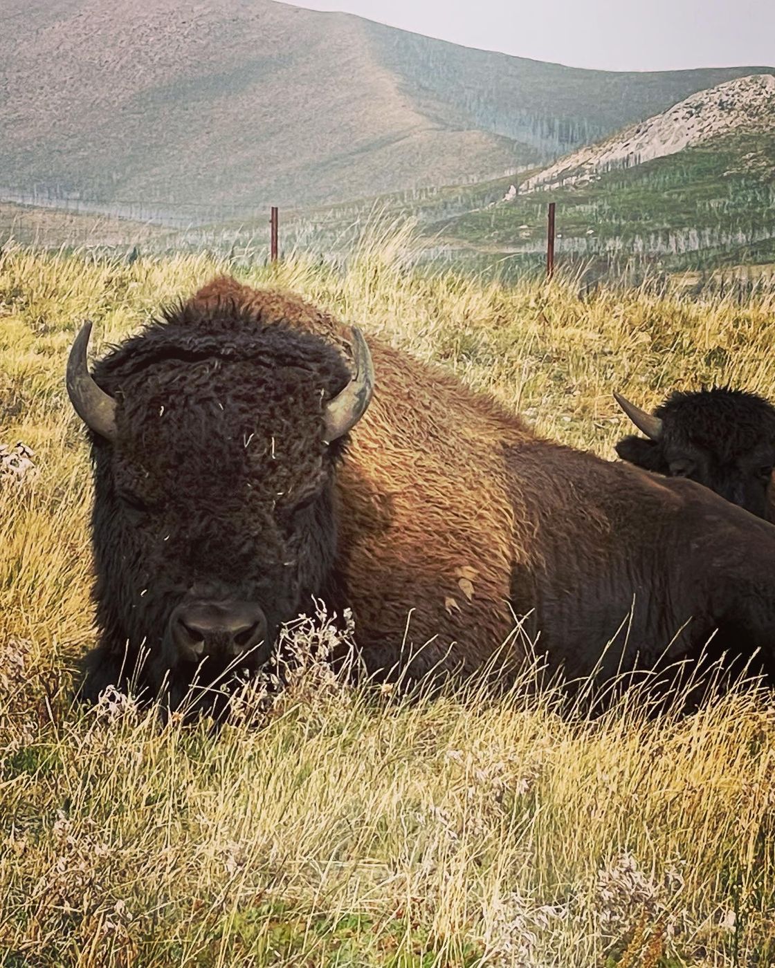 Bison Paddock Waterton National Park, Canada
