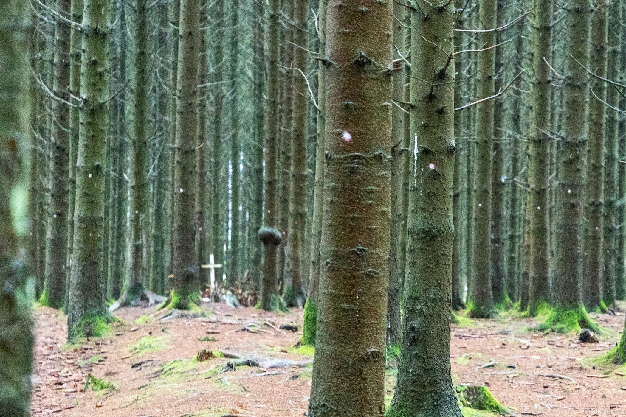 Bois Jacques Foxholes 101st Easy Company, Belgium