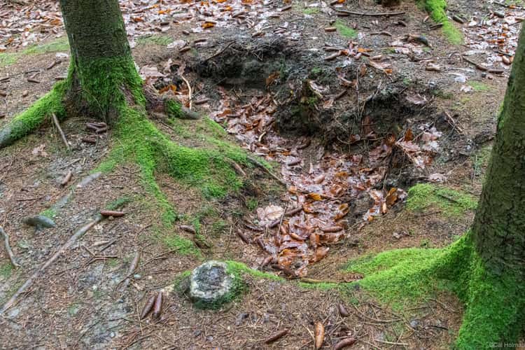 Bois Jacques Foxholes 101st Easy Company