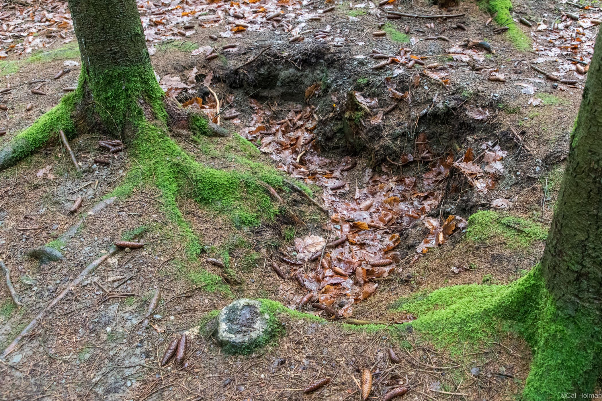 Bois Jacques Foxholes 101st Easy Company, Belgium