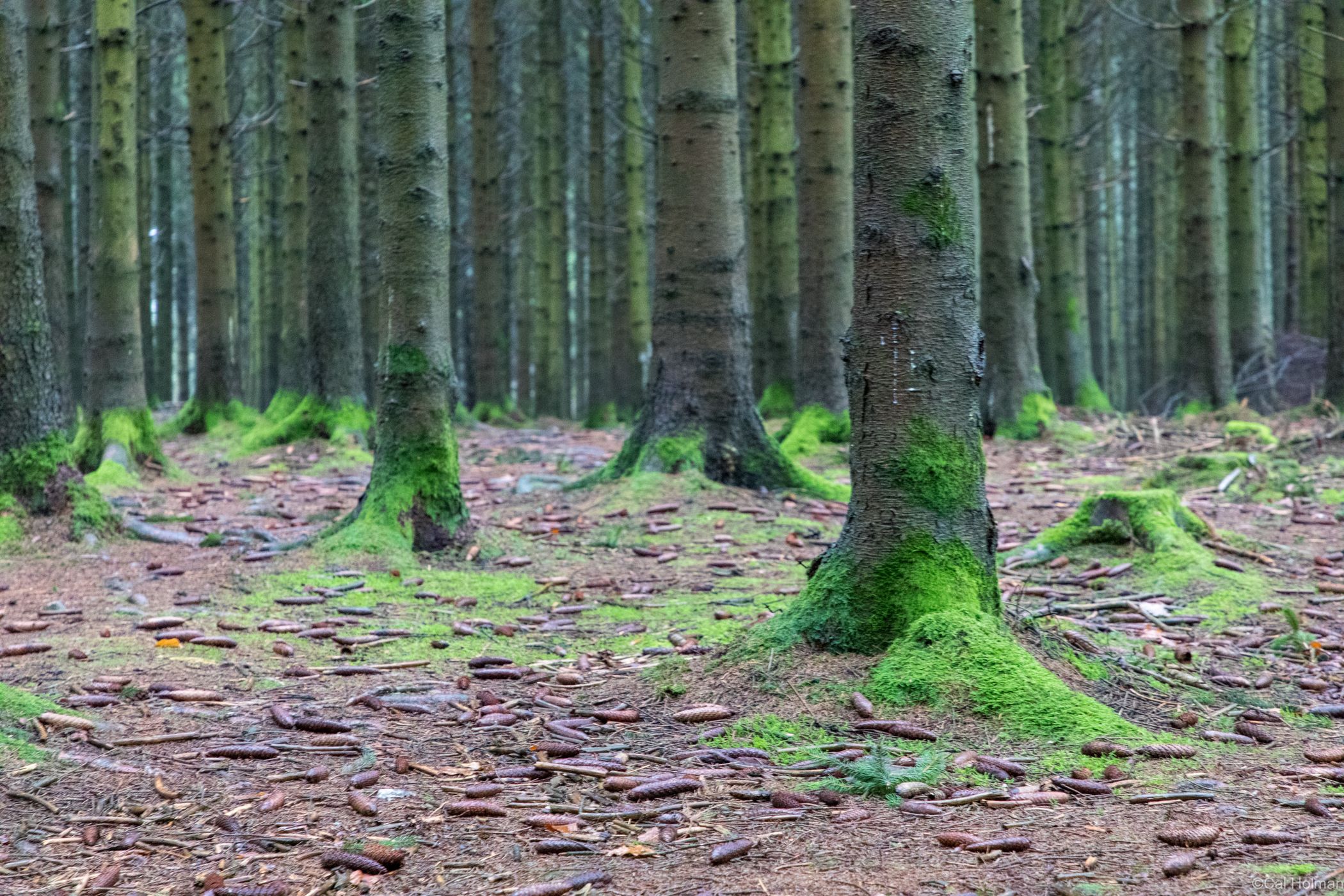 Bois Jacques Foxholes 101st Easy Company, Belgium