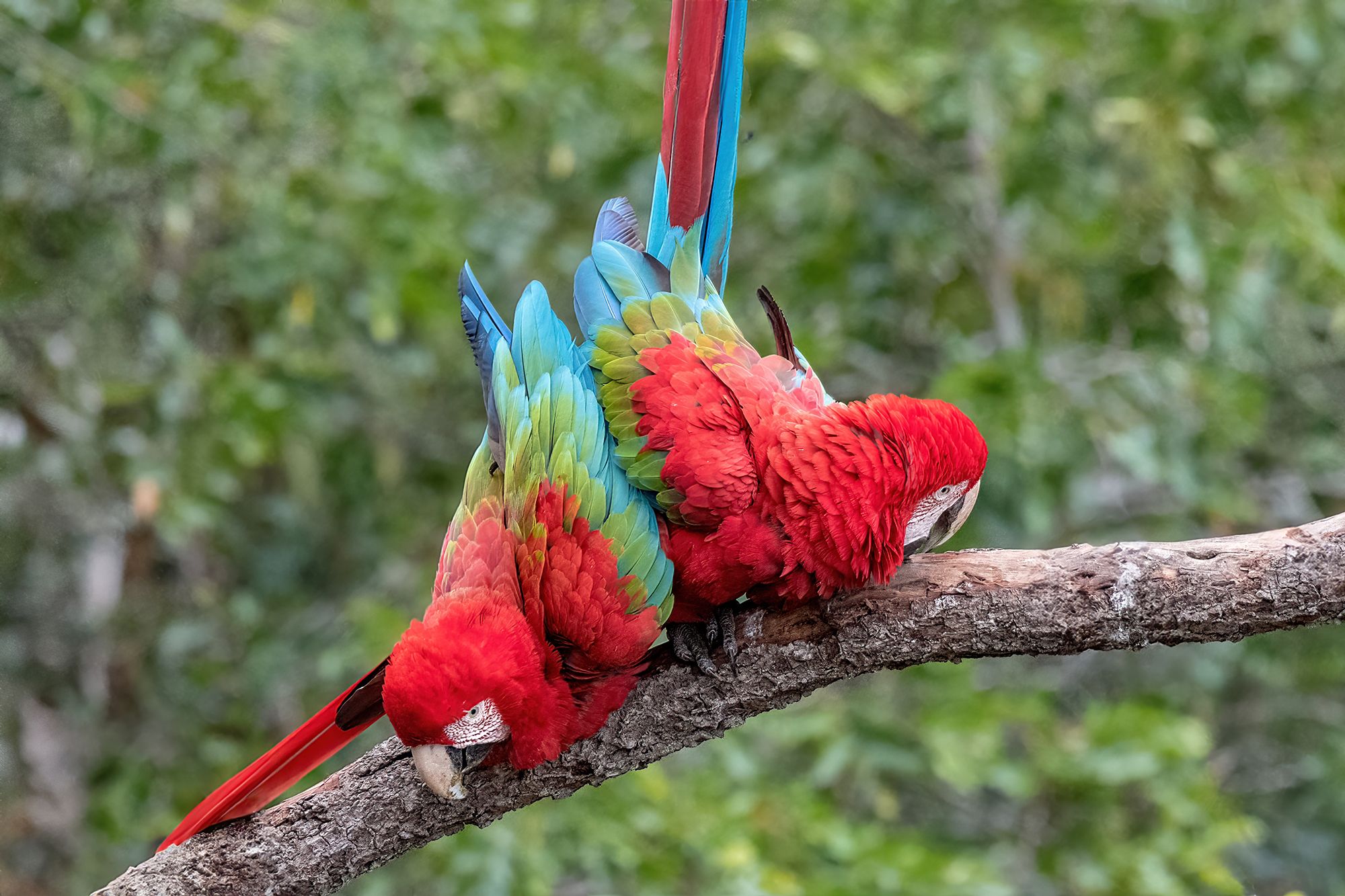Buraco dos Araras, Brazil