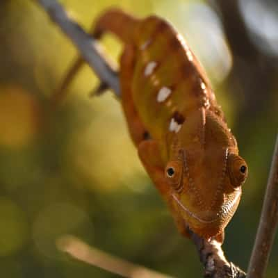 Chamaeleon - Krindy, Madagascar