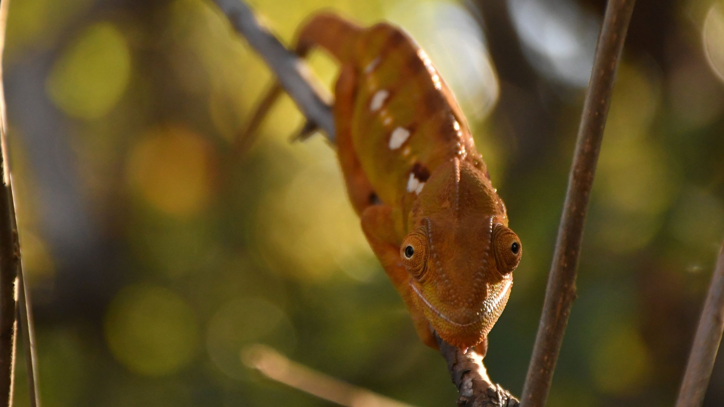 Chamaeleon - Krindy, Madagascar
