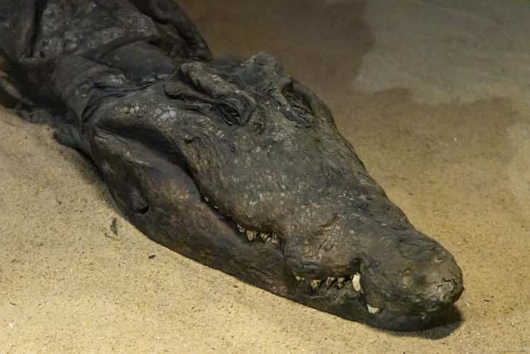 Crocodile Museum
