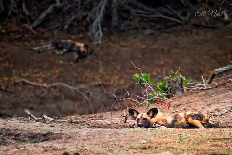 de Laporte Waterhole