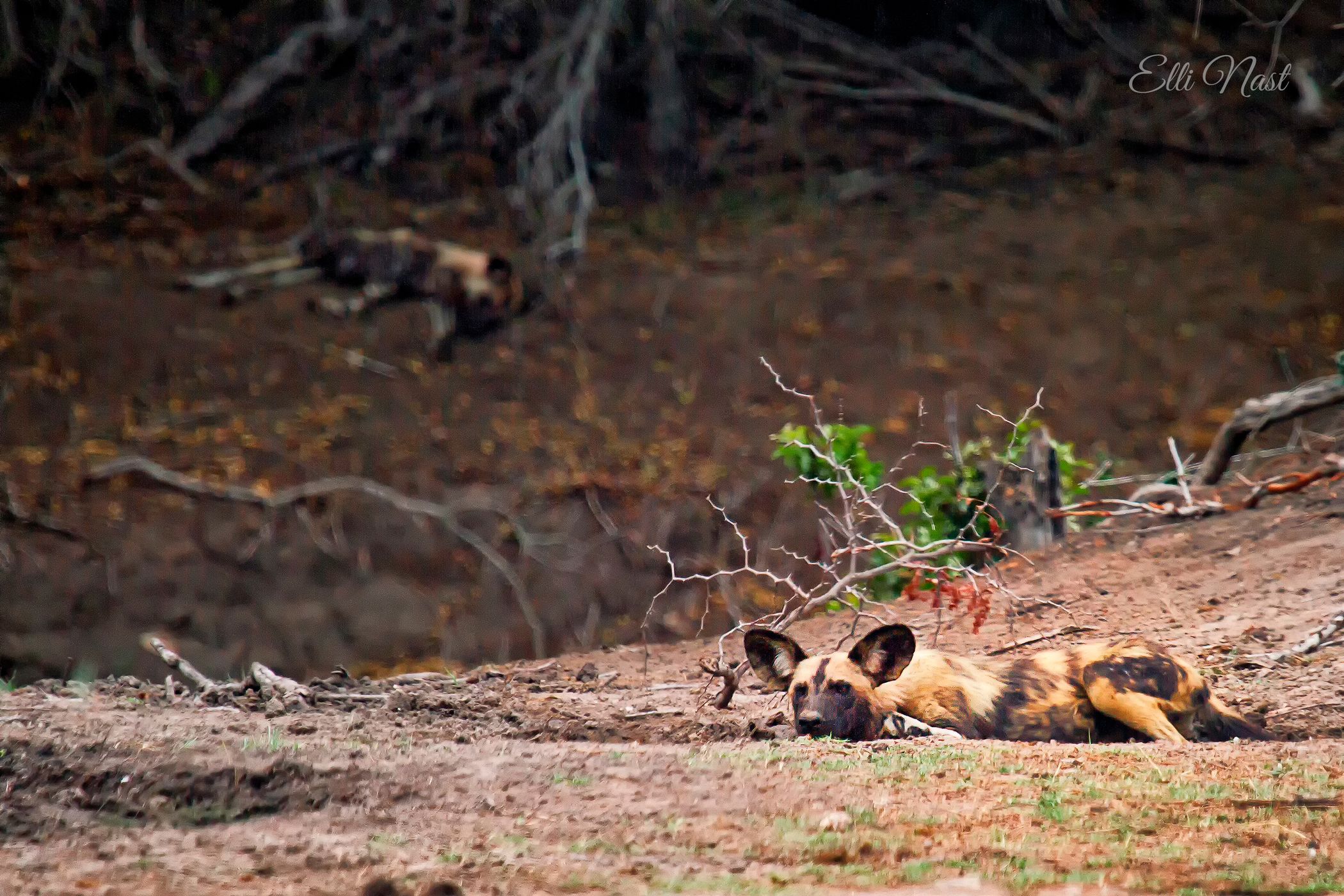 de Laporte Waterhole, South Africa