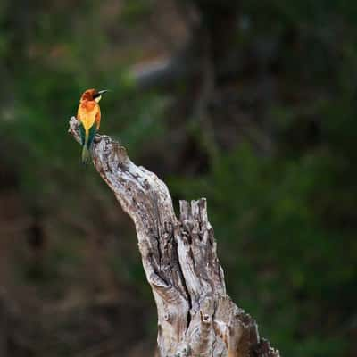 de Laporte Waterhole, South Africa