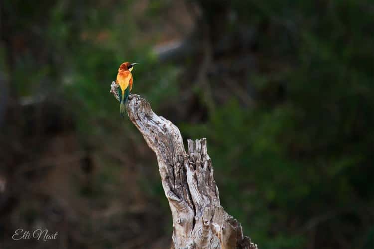 de Laporte Waterhole