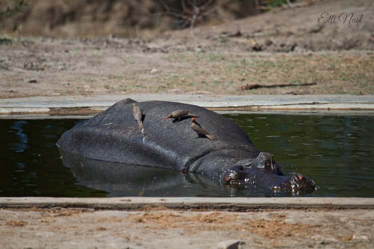de Laporte Waterhole
