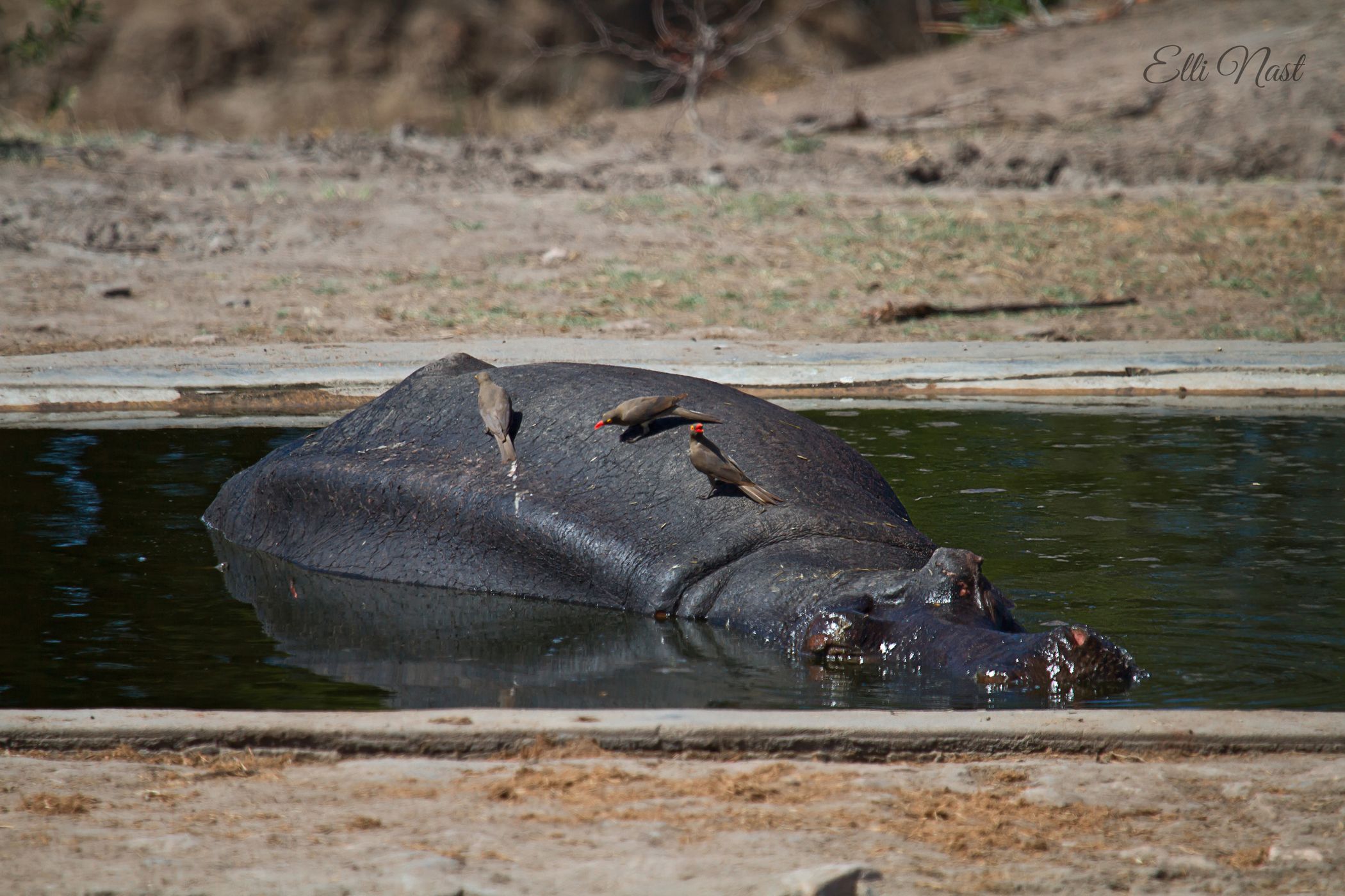 de Laporte Waterhole, South Africa