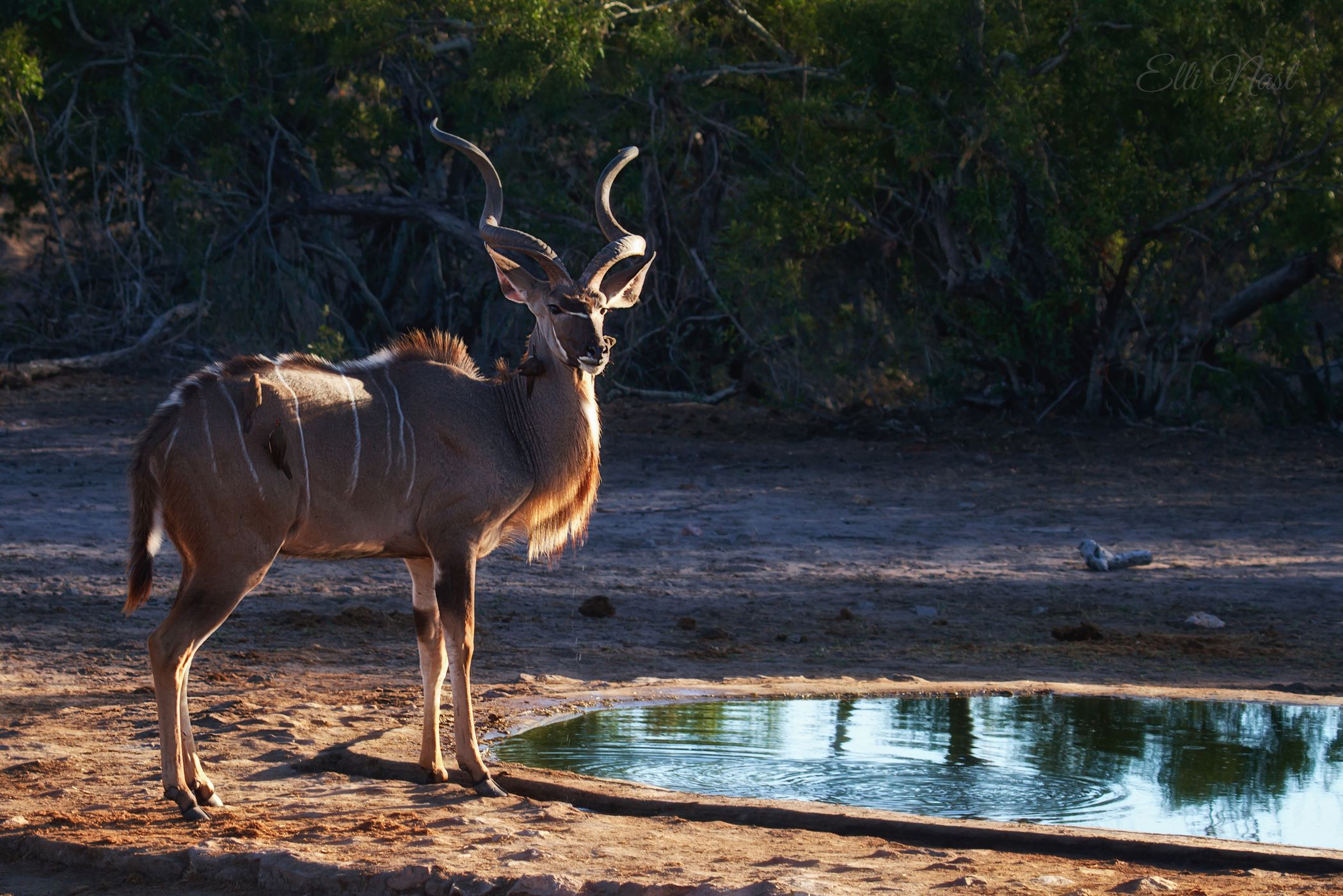 de Laporte Waterhole, South Africa