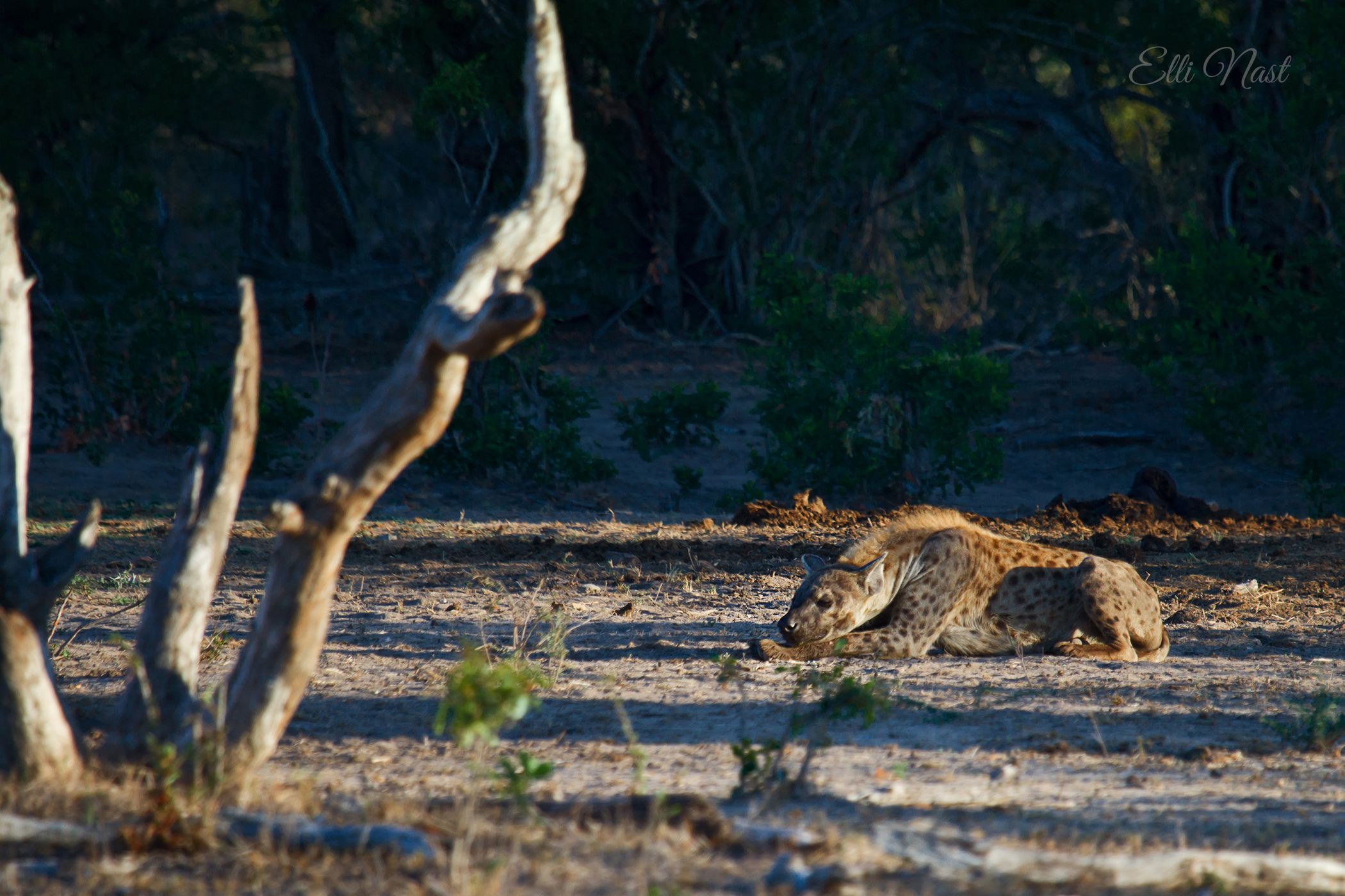 de Laporte Waterhole, South Africa