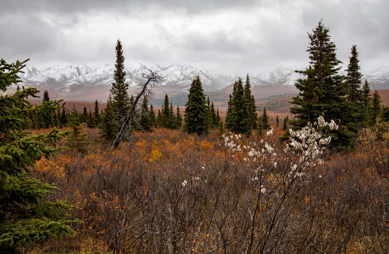 Denali National Park