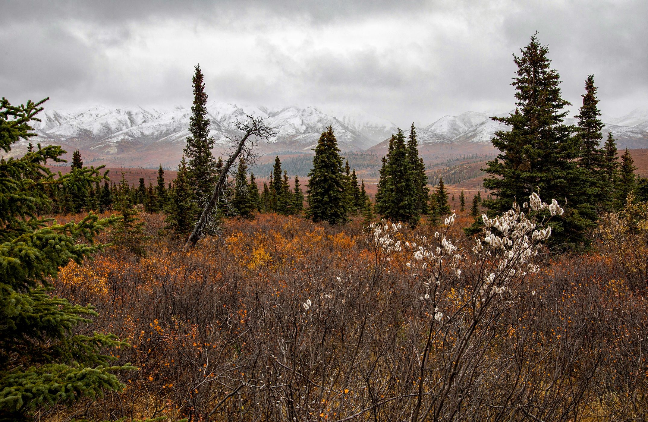 Denali National Park, USA