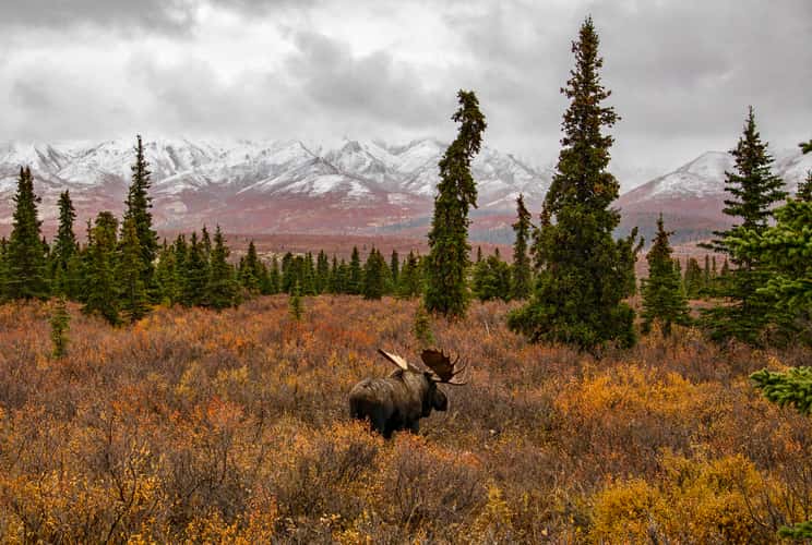 Denali National Park