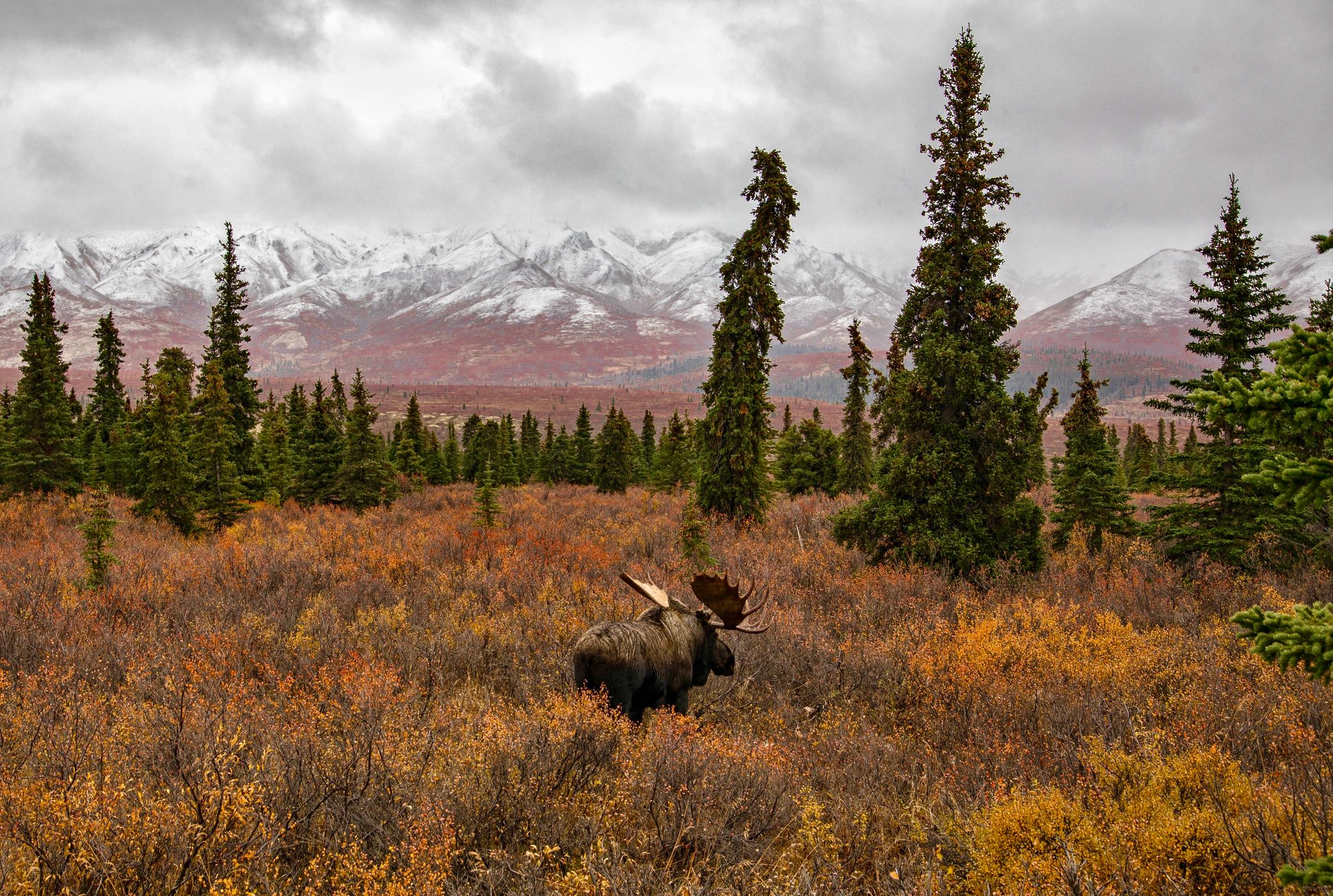 Denali National Park, USA