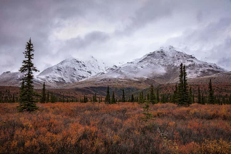 Denali National Park