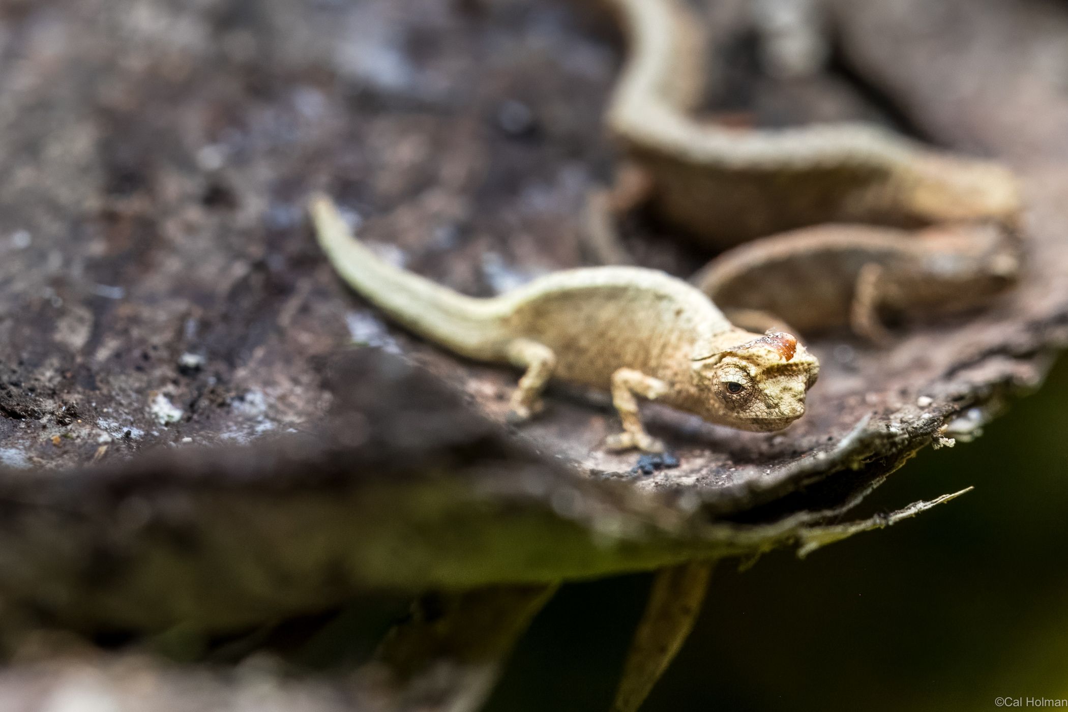 Dogfish Station Camp, Madagascar