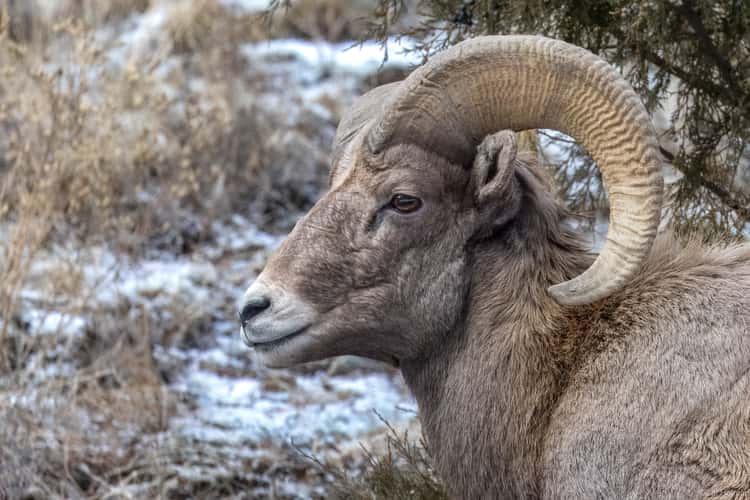 Estes Park