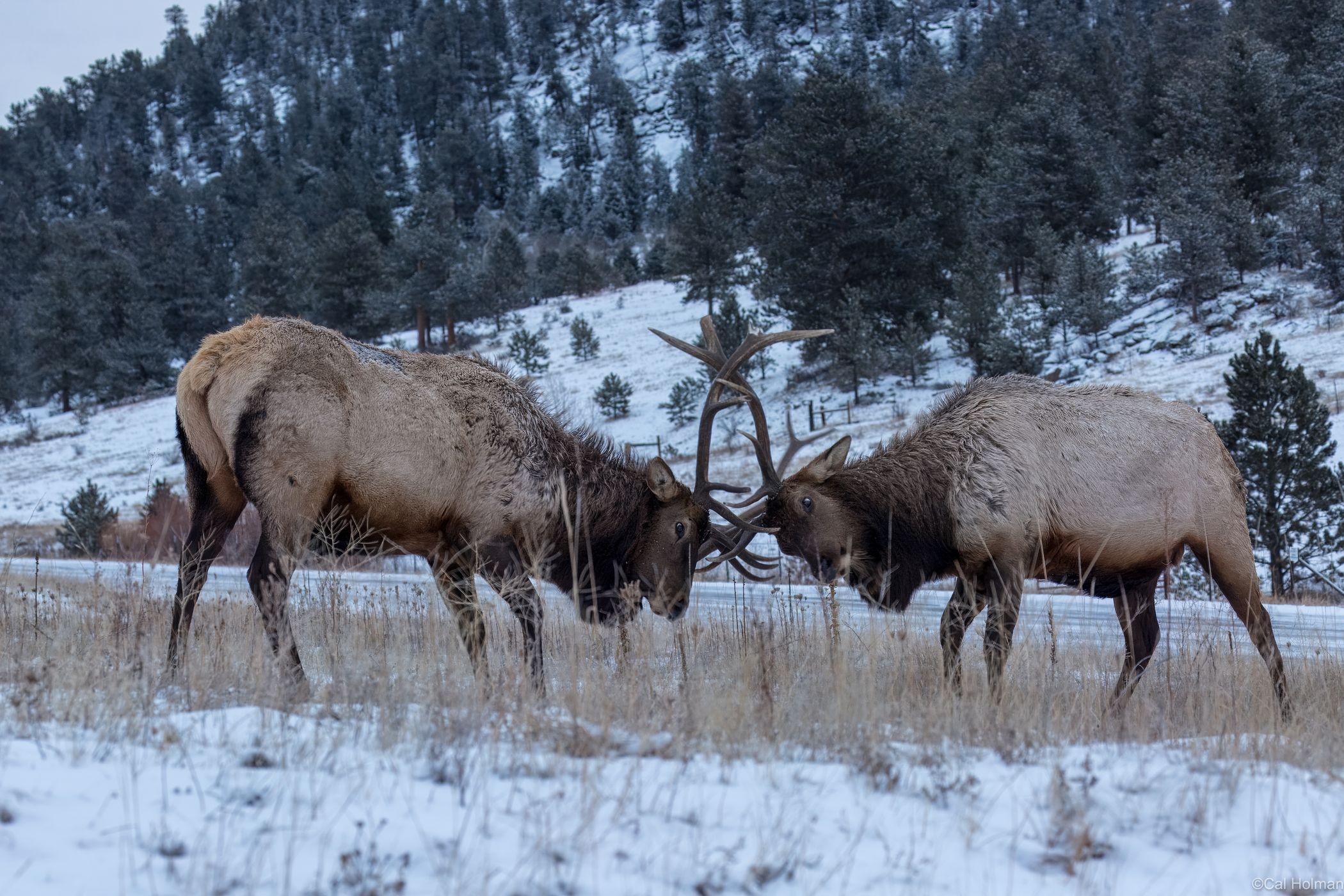 Estes Park, USA