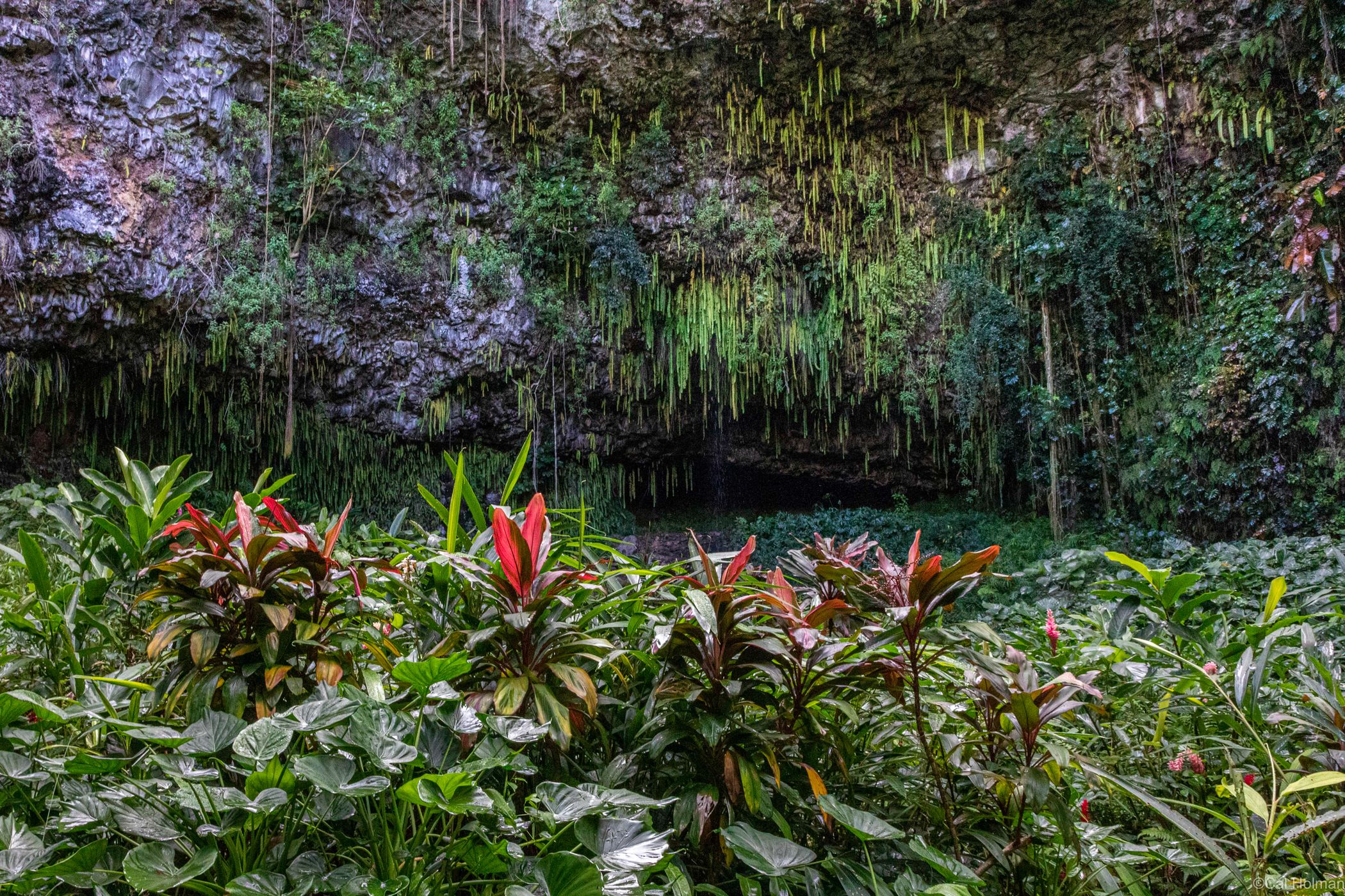 Fern Grotto, USA