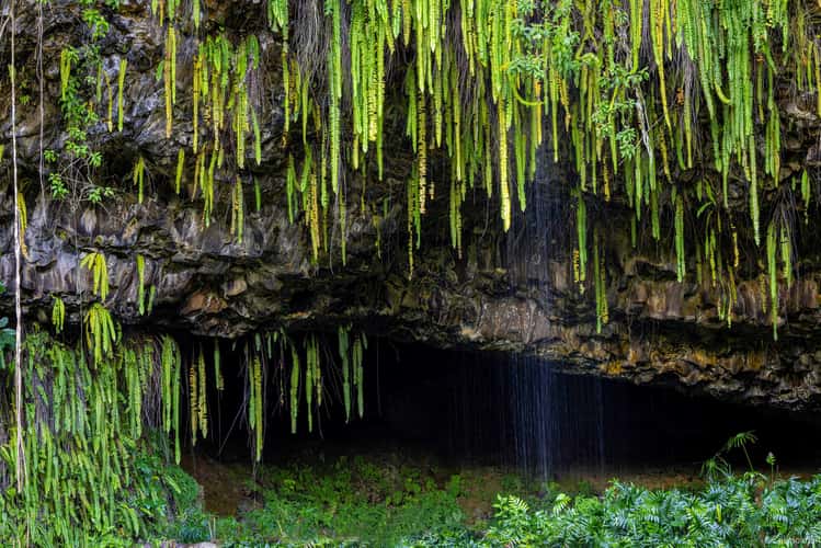Fern Grotto