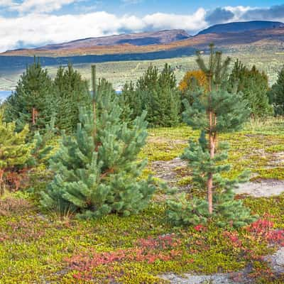 First encounter with the Indian Summer in North Norway, Norway