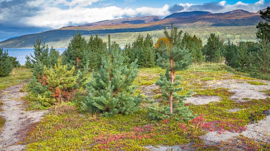 First encounter with the Indian Summer in North Norway