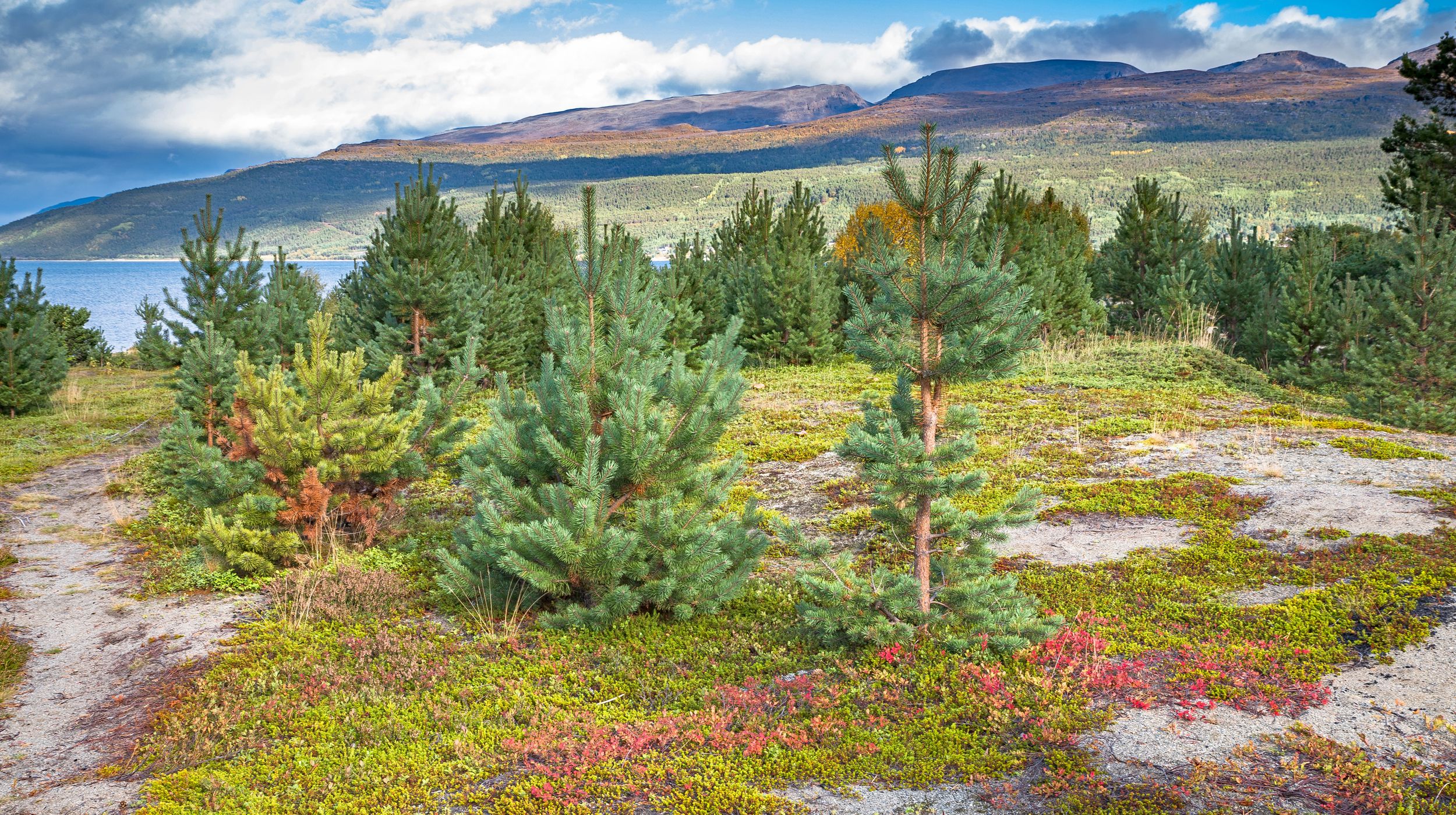 First encounter with the Indian Summer in North Norway, Norway