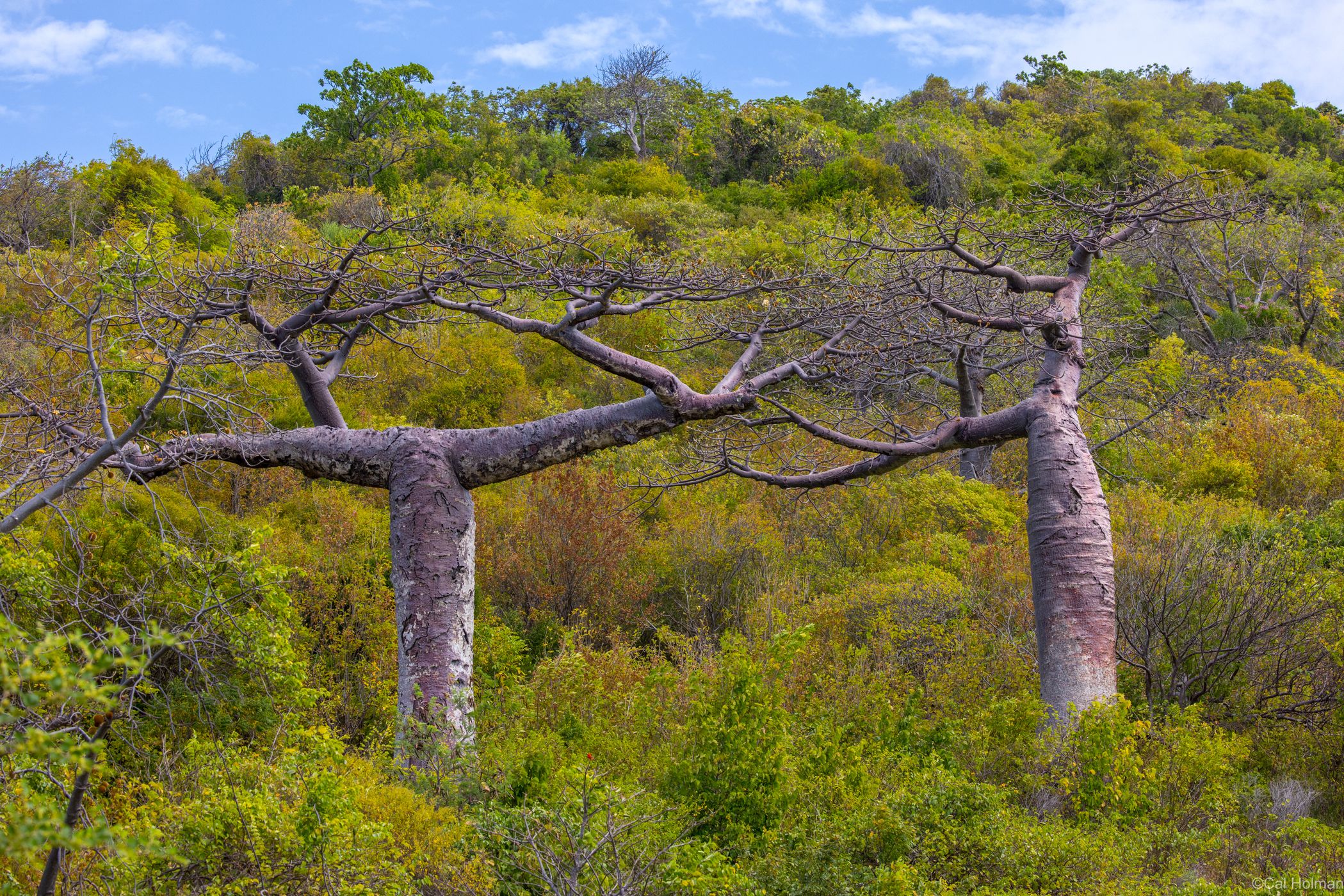 French Mountain, Madagascar