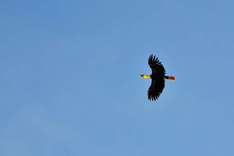 Hornbill in Flight, Borneo