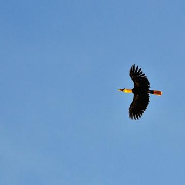 Hornbill in Flight, Borneo, Malaysia