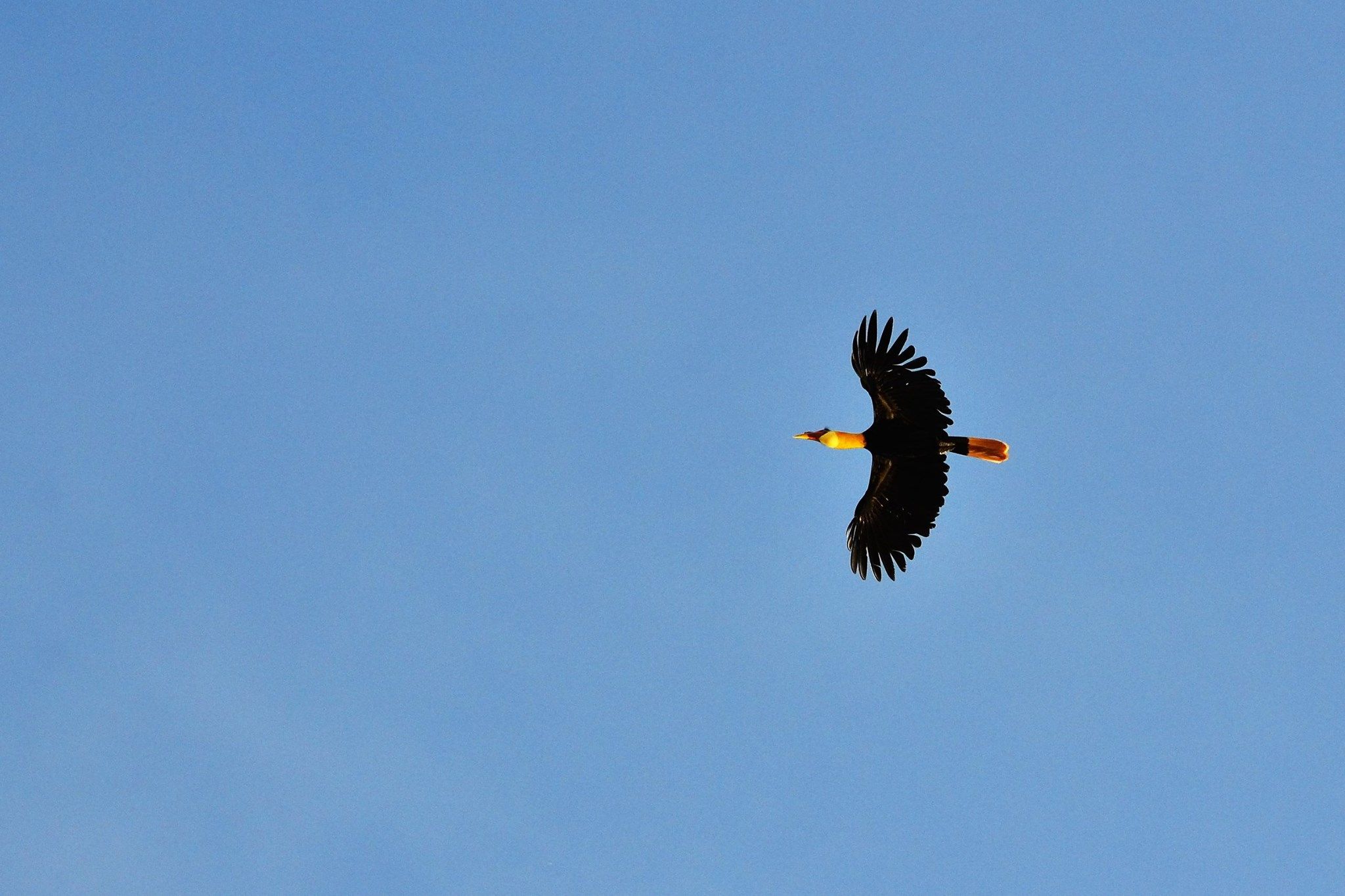 Hornbill in Flight, Borneo, Malaysia