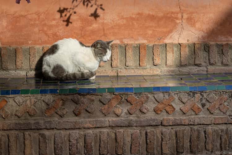 Jardin Majorelle, Marrakesh
