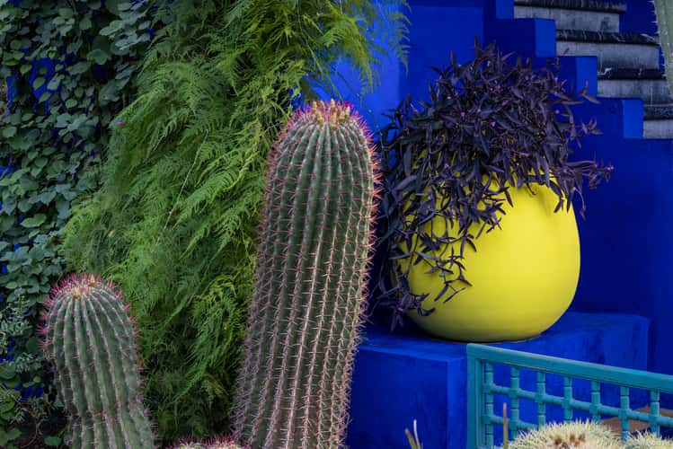 Jardin Majorelle, Marrakesh