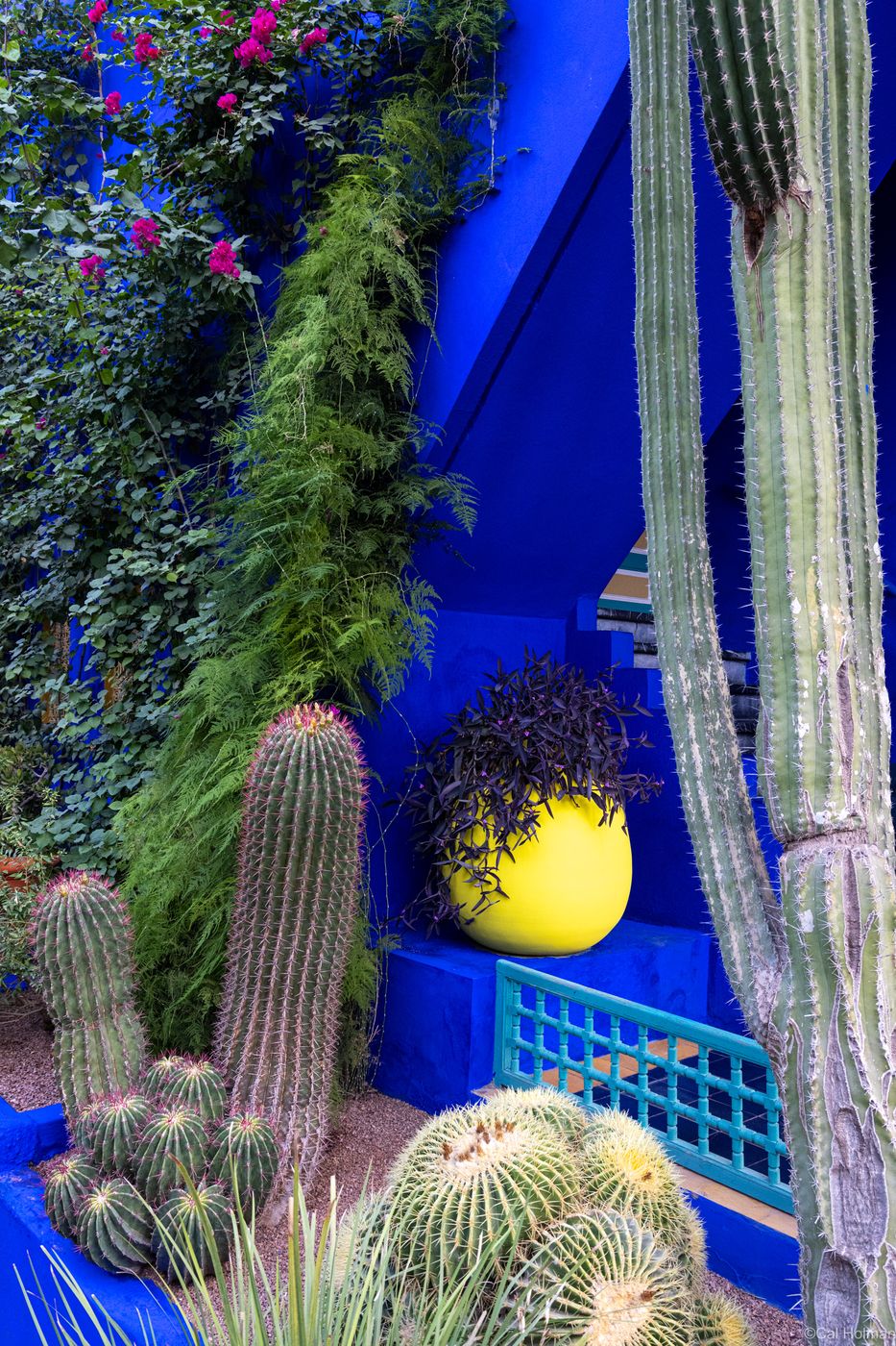 Jardin Majorelle, Marrakesh, Morocco