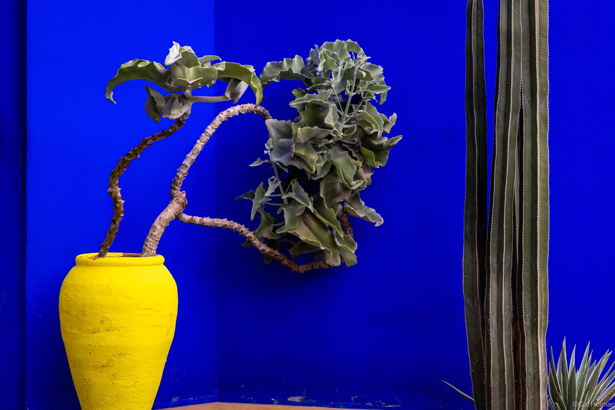 Jardin Majorelle, Marrakesh, Morocco