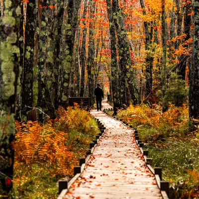 Jesup Path, USA