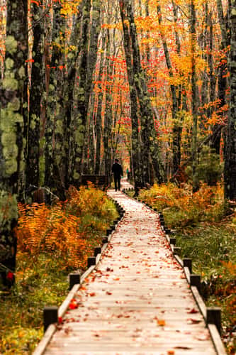 Jesup Path