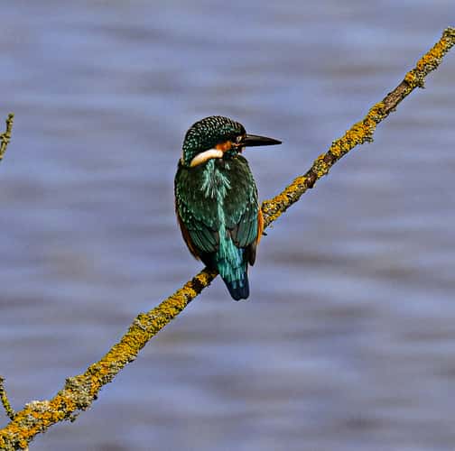 Kingfisher